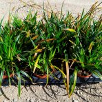 Ostrica japonská (Carex morrowii) ‘IRISH GREEN’ - kont. P11